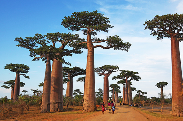 К слову о Баобабовой аллее на Мадагаскаре - фантастическое место!