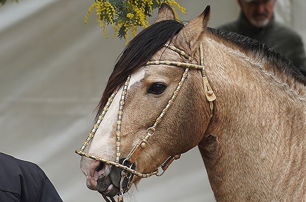 Creole horses have their manes cut, leaving a tuft at the withers - so that to hold on while climbing into the saddle.