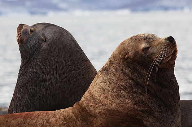 Proud profiles of Kamchatka sea lions could be printed on the commemorative coins