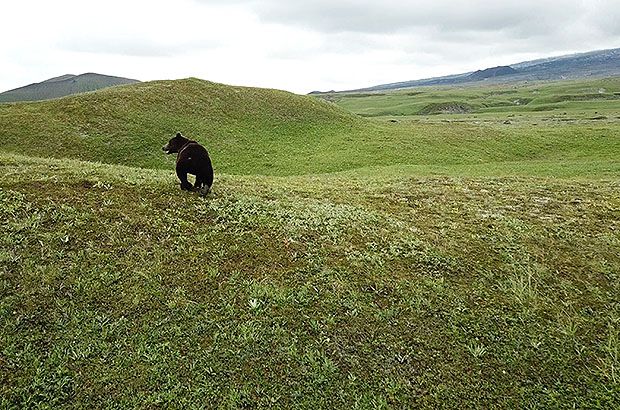 Aboriginal and owner of the Kamchatka plains. Huge bear runs away from an annoying drone