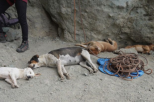 Скалолазные собакены с удовольствием участвуют в скалолазных тренировках