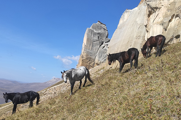 Horseback riding tours and trips