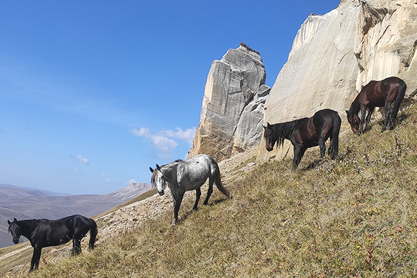 Horse riding tours in Caucasus Elbrus region
