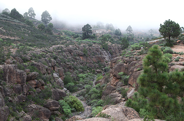 There is no tropical splendor in the nature of the Canary Islands