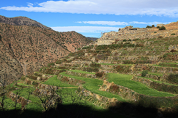 Terraced farming on the slopes of the Atlas Mountains