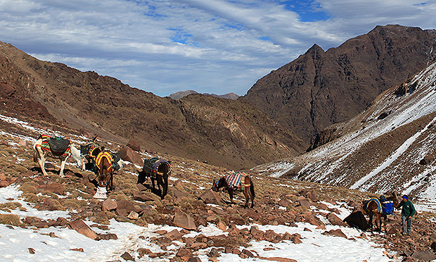 Ослики помогли поднять груз почти до подножия Тубкаля, но по снегу идти отказались