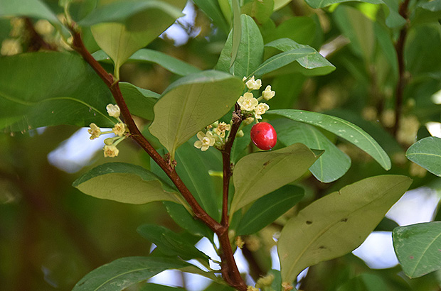 Coca - the most famous plant in South America