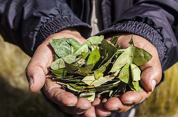 Dried coca leaves