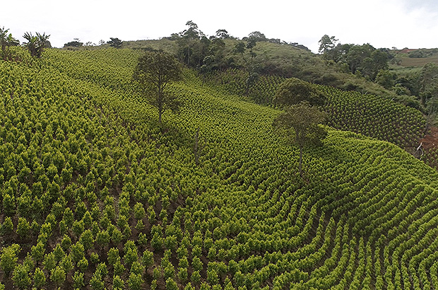 Small coca plantation in Bolivia