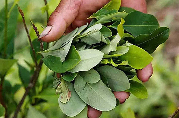 Coca leaves are harvested 4-5 times a year, one bush can produce a crop for 10 years