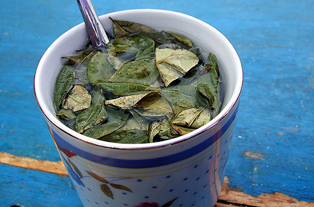 Травяной чай кока мате
