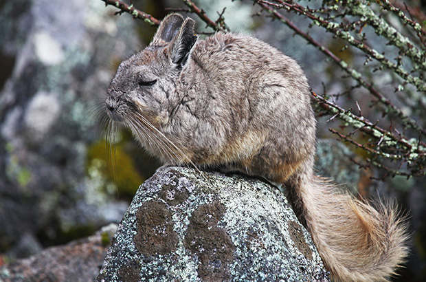 No, this inhabitant of the Cordillera Huayhuash is not dangerous - it is viscacha, some kind of chinchillas that live at altitudes of more than 4000 km