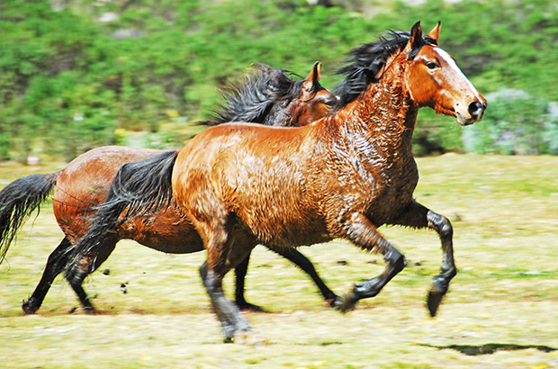 Emergency horses in the Cordillera Huayhuash are numerous but it is not always easy to catch