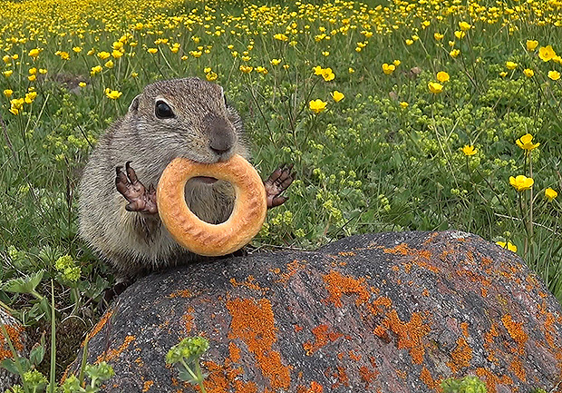 Сушки просто нарасхват
