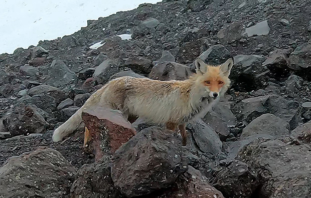Риск быть обворованным - тоже бывает в горах