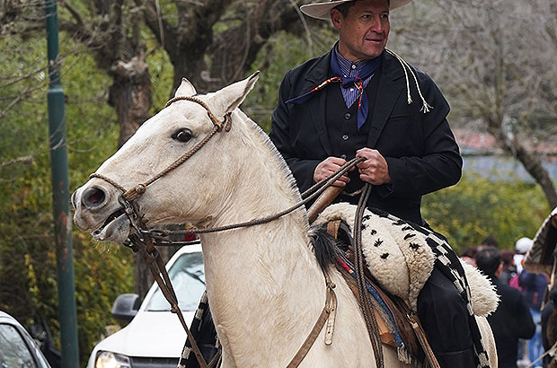 Креольские лошадки - самая популярная порода в Аргентине. Высокие, мощные и очень красивые животные.