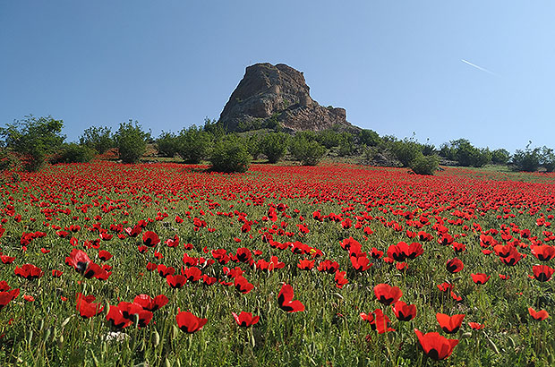 Georgia in spring time