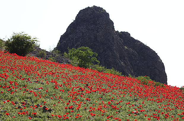 Amazing moment - flowering poppy fields in Georgia in spring