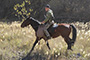Horse riding tours in Caucasus Elbrus region