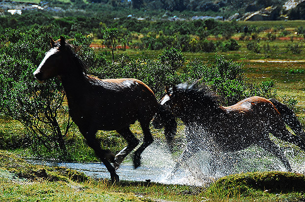Horses are enjoying freedom in a wild pasture in the mountains of Peru