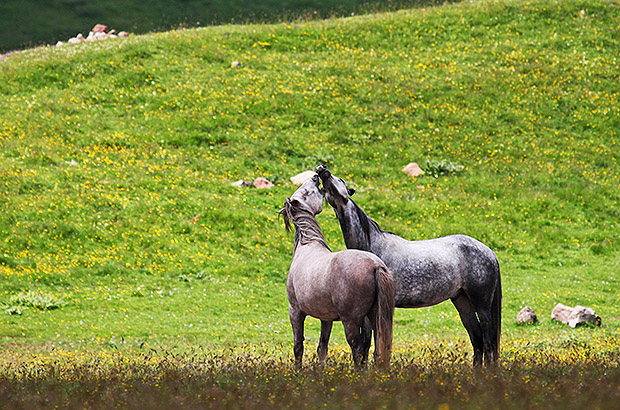 О чём то своём общаются лошадки у подножия Казбека, Кавказ, Грузия