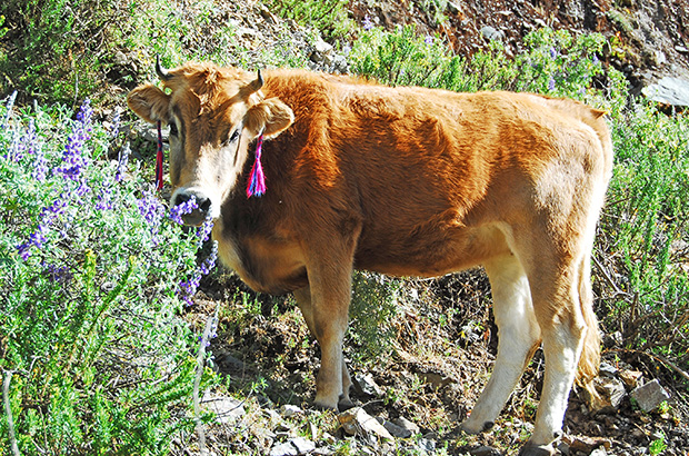 Elegant Peruvian cow