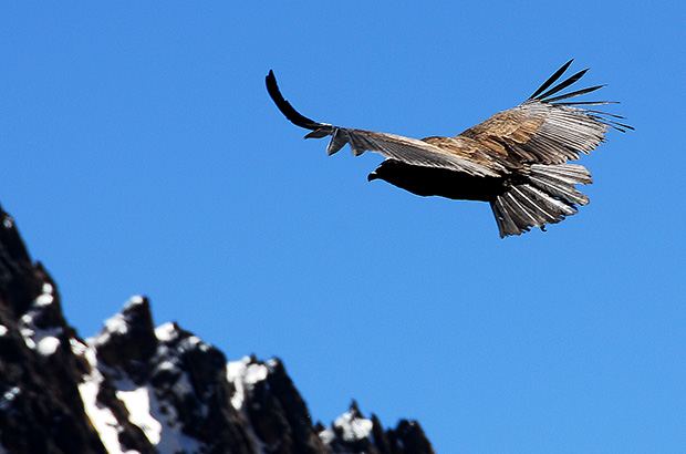 Royal condors are the kings of the sky over the mountain peaks of the Andes. The wingspan of that creature can reach 3.5 meters