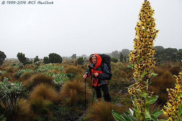 Mountain climbing and trekking in Kenya, trekking and safari