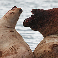 Морские львы Камчатка