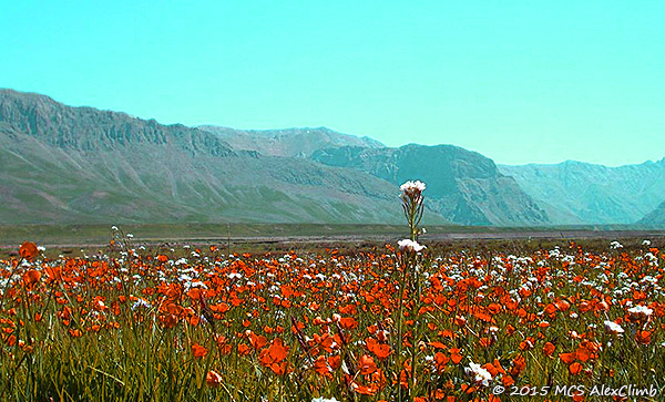 Mountaineering in Iran, climbing Damavand