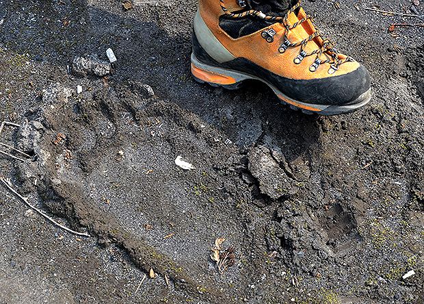 След камчатского медведя - в сравнении с ботинком 45го размера