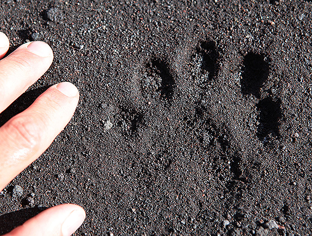 След росомахи найденный утром рядом с нашим лагерем у подножия Ключевской сопки