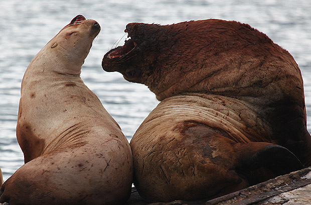 Typical family life of Kamchatka sea lions