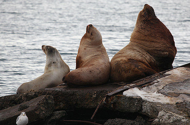 As in any decent family, the sea lions of Kamchatka should have more women than men