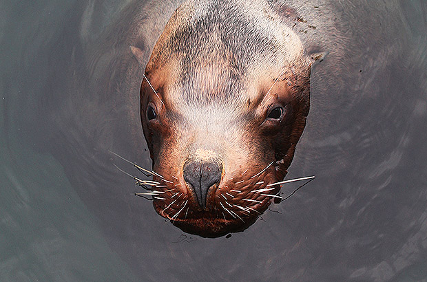 The Kamchatka sea lion came to look at its stupid human neighbors