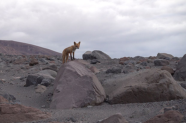A lonely inhabitant of the volcanic desert in Kamchatka. Volcano Shiveluch
