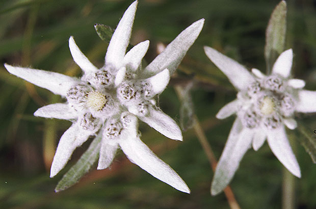 Edelweiss (noble white - German) - a flower symbolizing the purity of the mountains.