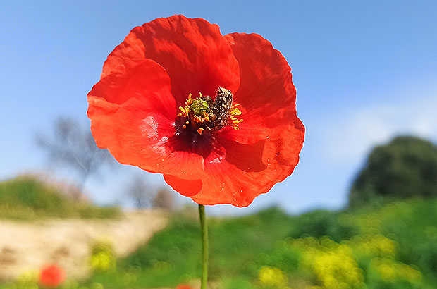 Small wild field poppies bloom in Mallorca throughout all the winter
