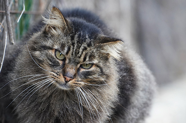 Задумчивый котик с выраженной индивидуальностью и гусарскими усами ждёт доставку ужина на Майорке