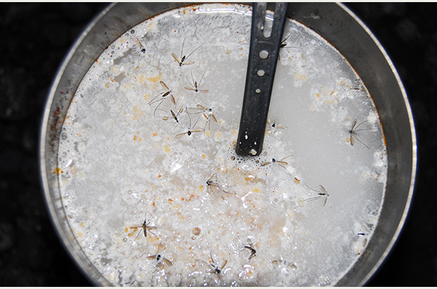 Mosquitoes in Kamchatka never lose their appetite