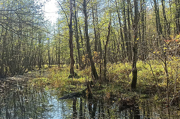 Offline navigation in the forests of central Russia