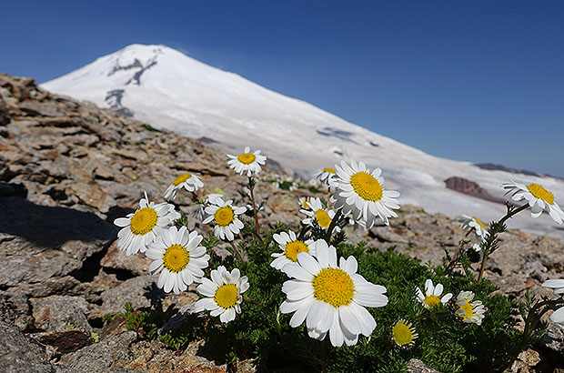 Elbrus, Eastern slope. Climbing by MCS AlexClimb 
