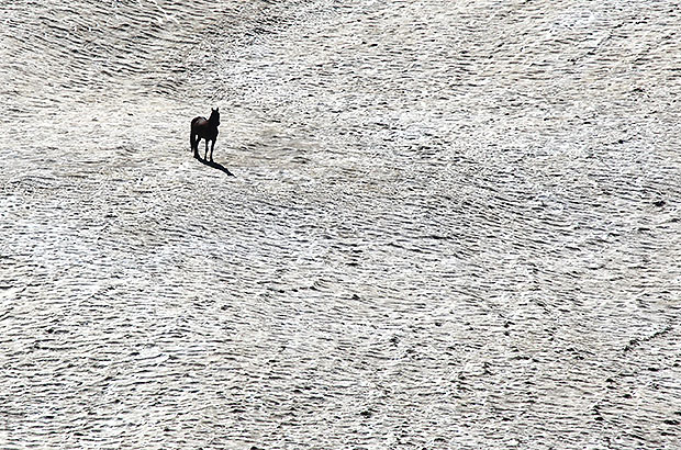 A horse is chilling on a snow field on a hot summer day