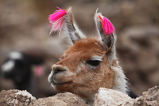 Ламы и альпаки ждут, когда ты приедешь!