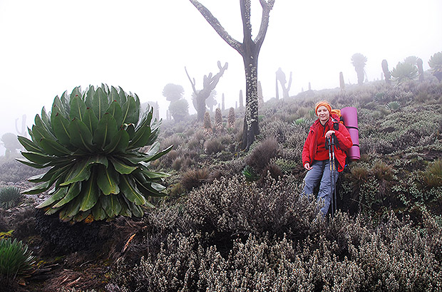 On a trekking route on Mount Kenya, Africa