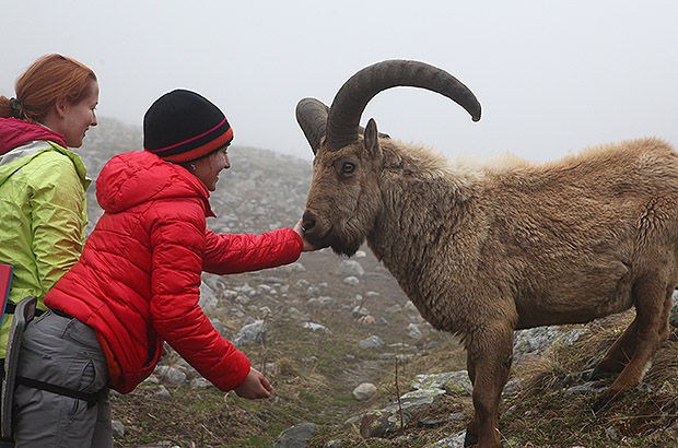 Общение с дикой природой на трекинге в районе альплагеря Безенги